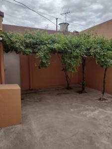 a group of green plants on the side of a building at Casa en Santa Rosa in Santa Rosa