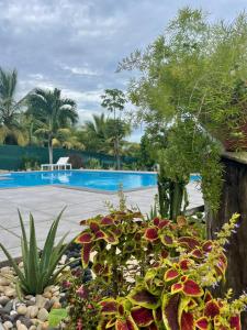 a garden with flowers and a swimming pool at Le Colibris du Lamentin in Lamentin