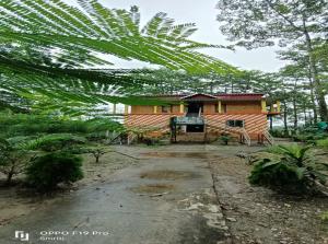 Jaldapara Riverhine by StayApart في Uttar Simlabari: منزل في الغابة مع نخلة