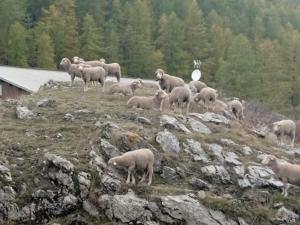 Animaux dans l'appartement ou à proximité