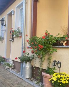 eine Gruppe von Blumen in Töpfen an der Seite eines Gebäudes in der Unterkunft Ferienwohnung „Thea“ in Bad Lausick