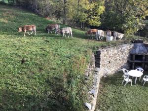 Állatok a kúriában vagy a közelben