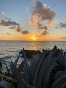 um pôr-do-sol sobre o oceano com uma planta em Waterside Apartments em Willemstad