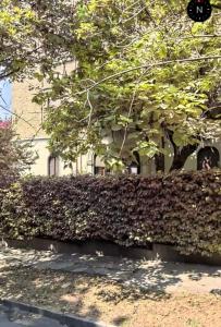 Vonkajšia záhrada v ubytovaní Loft Crimea con patio
