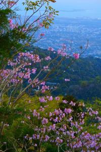 um ramo de flores cor-de-rosa no topo de uma montanha em Ginger Lodge Cottage, Peters Rock, Woodford PO St Andrew, Jamaica - this property is not in Jacks Hill em Jacks Hill