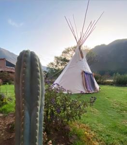 einen Kaktus und ein Zelt auf einem Feld mit Kaktus in der Unterkunft Sonqo Andino Hospedaje Medicina - La Rinconada in Pisac