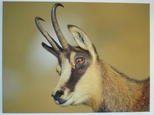 eine nahegelegene Gazelle mit Hörnern in der Unterkunft Lili's Appartements in Fiss