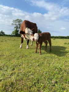 a cow and a calf standing in a field at Beautiful 1 Bed Shepherd Hut in Warwickshire in Warwick