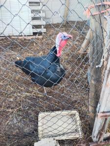 dos pavos parados en una zona cercada en Casa Rural Abuela Simona, en Vega de Santa María