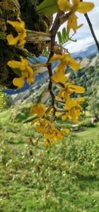 Ein Haufen gelber Blumen hängt von einem Baum in der Unterkunft Glamping Jaulares Mountain in Rivas