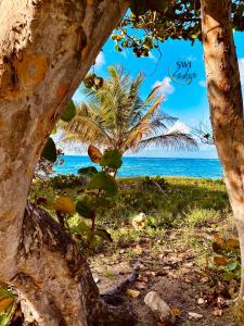 uma vista para uma praia com uma palmeira e o oceano em SWILODGE VUE SUR MER ! Petit Déjeuner et Location de voiture possible em Le Moule