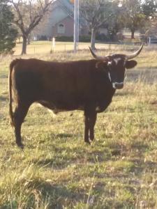 une vache brune avec cornes debout dans un champ dans l'établissement Happy Ass Farm, à Fort Scott