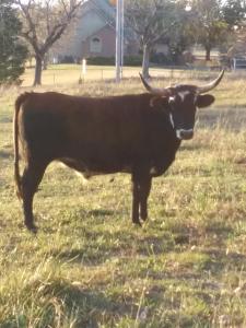 a brown cow with horns standing in a field at Happy Ass Farm in Fort Scott