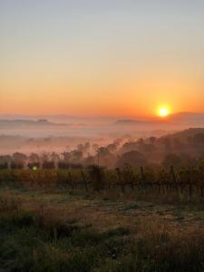 a sunrise in a vineyard with the sun in the background at Corte Bargagli, dolce casa in palazzo toscano in Sarteano