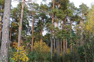 un groupe d'arbres dans une forêt dans l'établissement Lat4Rest, à Prienai