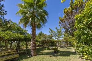 a park with a palm tree and benches at QUINTA LA VENUS DE LISBONNE in Calhandriz