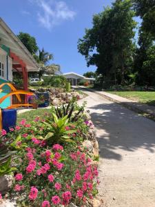 un jardin de fleurs roses devant une maison dans l'établissement Jardin des Anges-Bungalows créoles et studio, à Le Moule