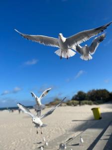a flock of seagulls flying over a beach at Apartament Kendal in Dźwirzyno