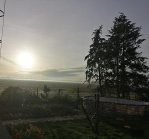 einen Sonnenuntergang über einem Feld mit einem Baum in der Unterkunft Ferienwohnung Monteurzimmer in Plessa