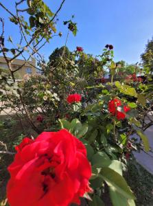 Un jardín fuera de Hotel Pórtico Norte