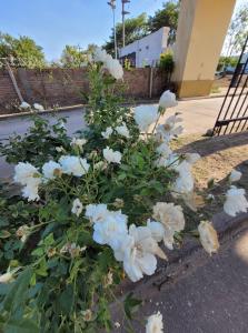 Un jardín fuera de Hotel Pórtico Norte