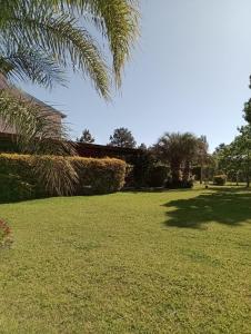 un patio verde con una palmera en el primer plano en Nuestro sueño en Concordia