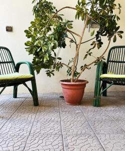 une plante dans un pot assis entre deux chaises dans l'établissement Il Cortile, à Enna