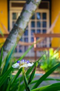 a white and blue flower in front of a building at Villa Bella Ferradura in Búzios