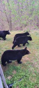Grupa czarnych niedźwiedzi chodzących po polu w obiekcie Barenberg Cabin - Secluded Unobstructed Panoramic Smoky Mountains View with Two Master Suites, Loft Game Room, and Hot Tub w mieście Gatlinburg
