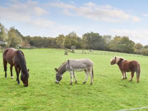 un groupe de chevaux paissant dans un champ dans l'établissement Farmhouse Garden Shepherds Hut, à Thursley