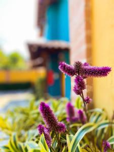 une fermeture de fleurs violettes dans une plante dans l'établissement Recanto das Tiribas, à Ilhabela