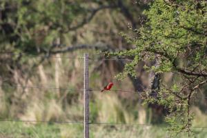 a red bird sitting on a wire at Aromas serranos in Villa Rumipal
