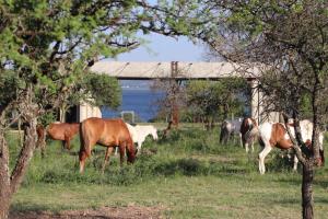 a group of horses grazing in a field at Aromas serranos in Villa Rumipal