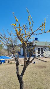 a tree with yellow berries on it in a field at Aromas serranos in Villa Rumipal +13 photos