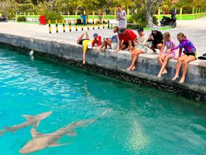 a group of people watching dolphins in the water at Manta Stay Thoddoo, Maldives in Thoddoo