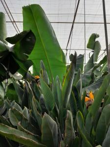 Zahrada ubytování Tenerife Homestay