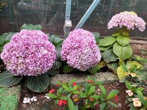 Zahrada ubytování Tenerife Homestay