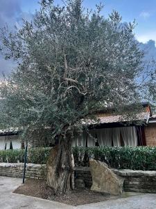 un árbol con una roca delante de una casa en Agriturismo a casa di Susanna, en Santo Stefano del Sole