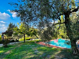 a swimming pool in a park with a tree at Giove Umbria historic stone farmhouse with pool and detached apartments for a total of 12 guests in Giove