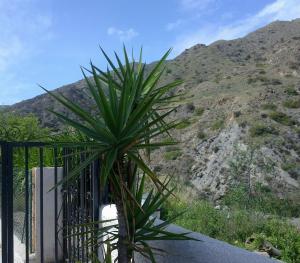 Gallery image of Pensión Restaurante Venta El Molino in Sopalmo +10 photos