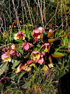 a plant with pink flowers in the grass at Apartament u Waldemara in Łomnica