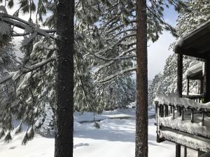einen schneebedeckten Hof mit Bäumen und einer Hütte in der Unterkunft Indian Hills Gem Awaits in Truckee