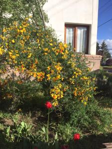 un arbusto con flores amarillas y naranjas delante de una casa en Diente de León en Trevelín