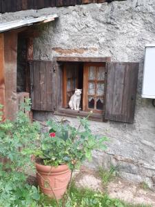 un gatto seduto alla finestra di una casa di Soggiorno Vacanze Stella Alpina a Temù