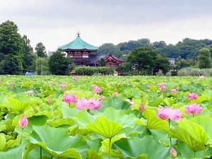 a field of pink lotus in front of a building at Guest House Siesta in Tokyo