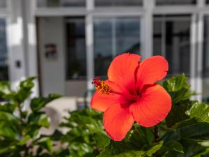 a red flower in front of a house at Arafune Resort in Shimo-tahara