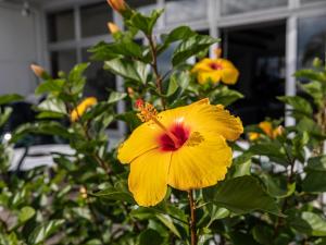a yellow flower with a red center on a plant at Arafune Resort in Shimo-tahara
