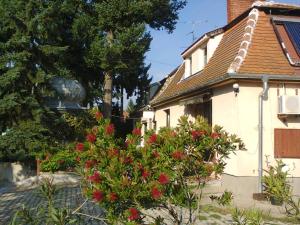 a house with a bush with red flowers in front of it at Alpesi Trimmel Vendégház in Sopron