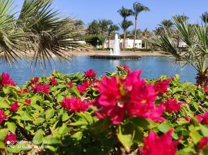 a fountain in the middle of a pool with pink flowers at Pharaoh Azur Resort in Hurghada