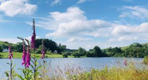 vistas a un lago con flores púrpuras en Lake view Romantic retreat, en Aberystwyth